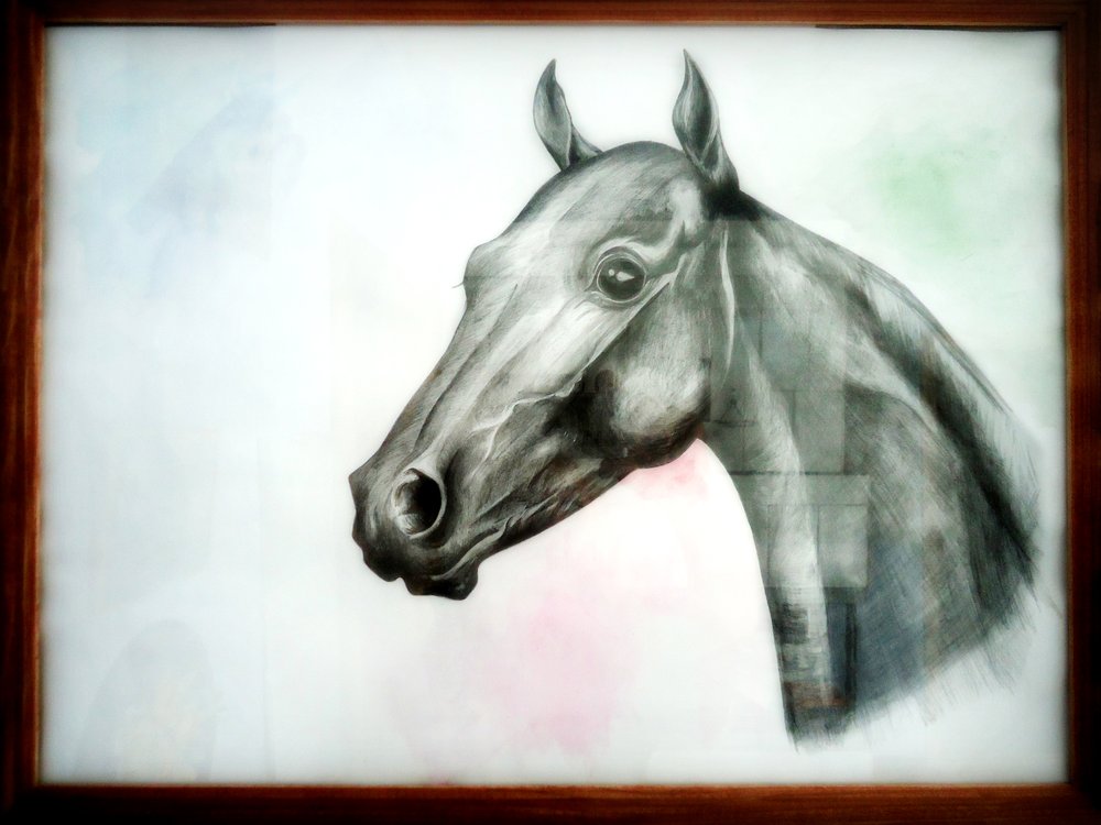 The Anatomist's Horse